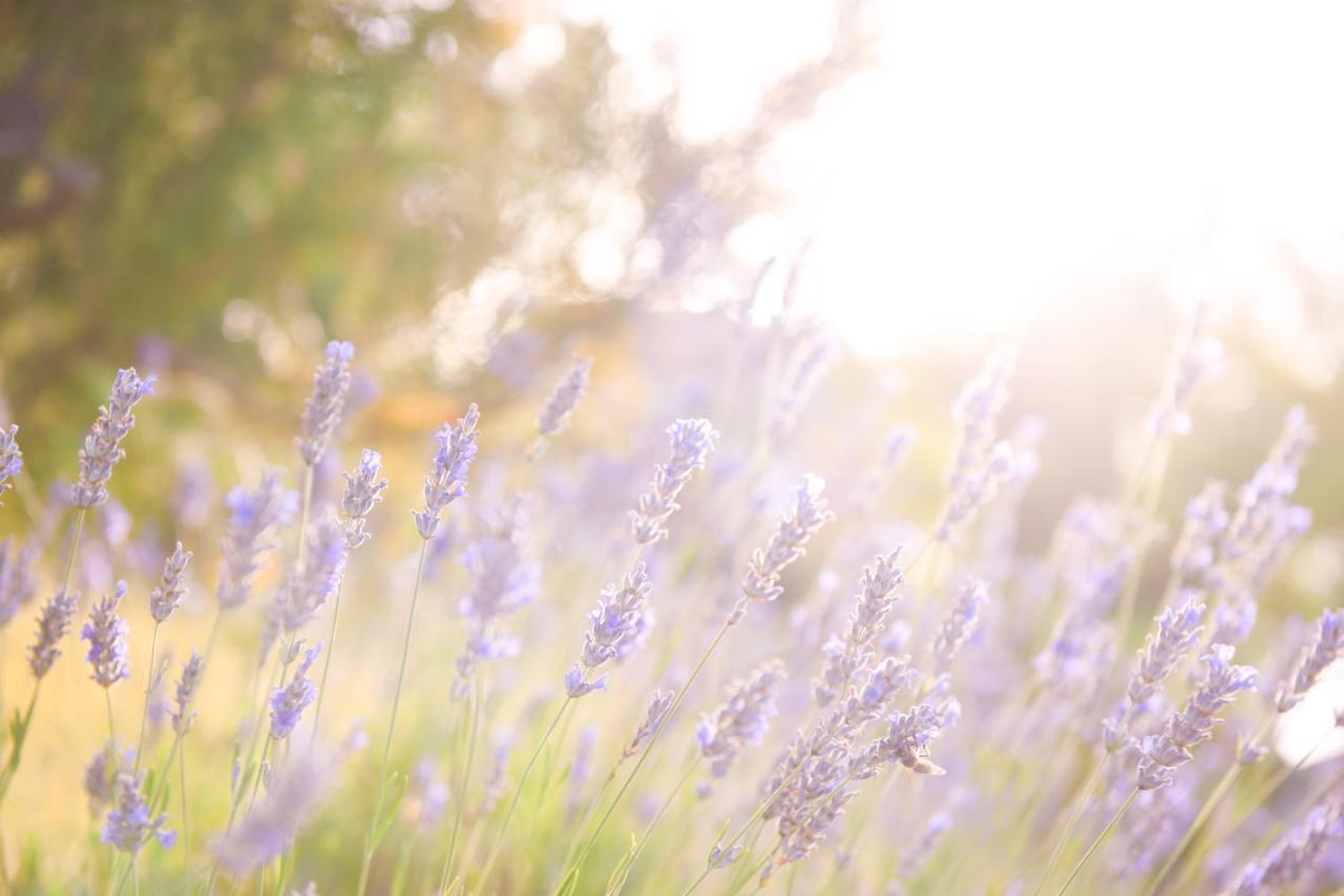 רקוביצה Lavanda Farm Apartmani מראה חיצוני תמונה