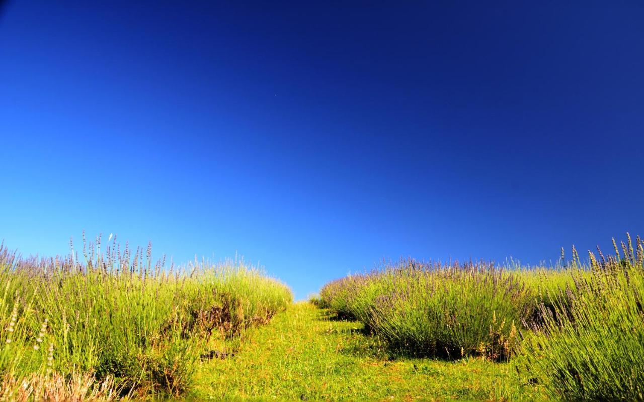 רקוביצה Lavanda Farm Apartmani מראה חיצוני תמונה