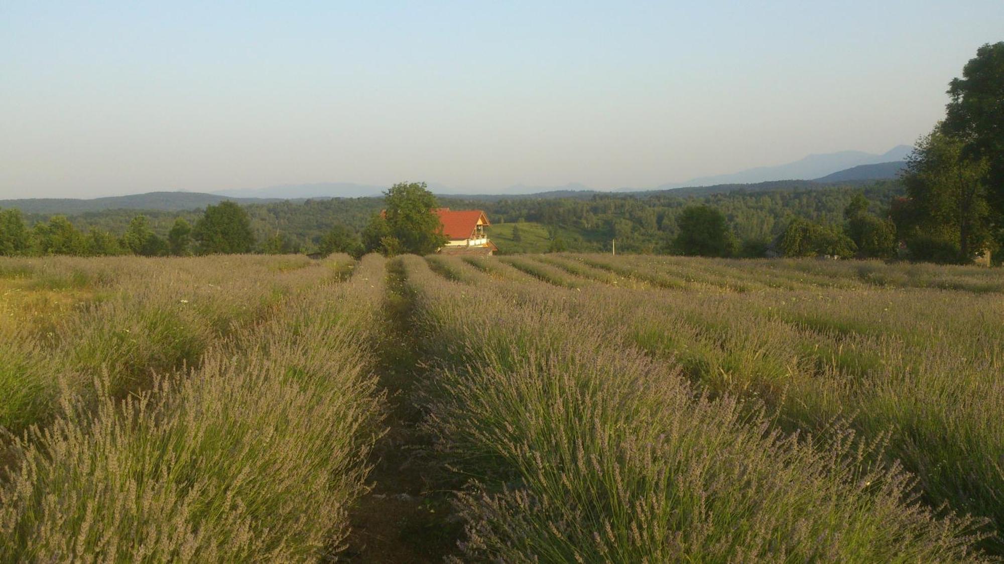 רקוביצה Lavanda Farm Apartmani מראה חיצוני תמונה