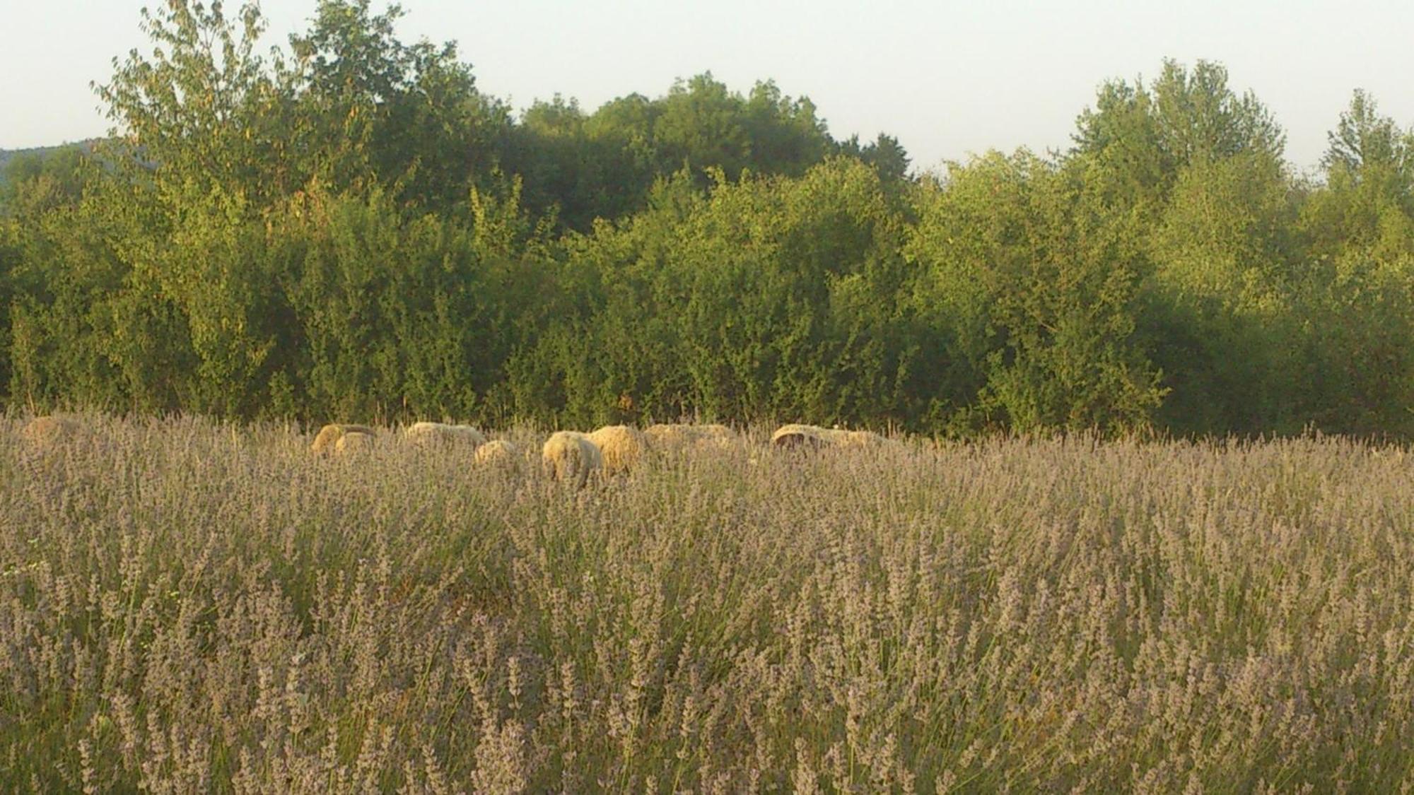 רקוביצה Lavanda Farm Apartmani מראה חיצוני תמונה