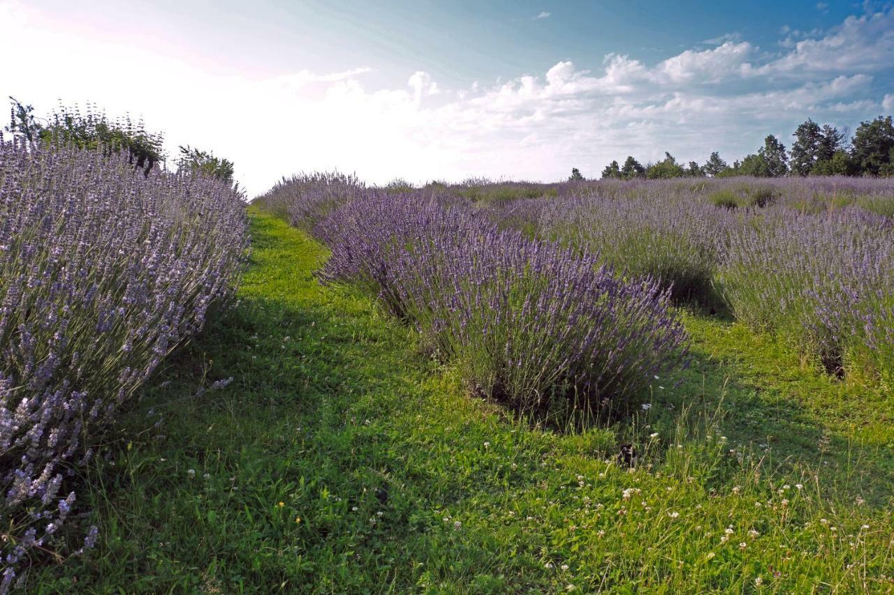 רקוביצה Lavanda Farm Apartmani מראה חיצוני תמונה