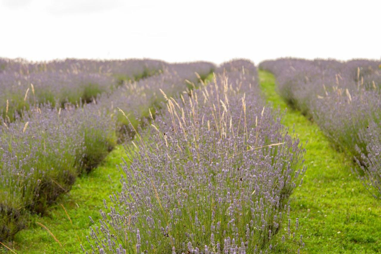 רקוביצה Lavanda Farm Apartmani מראה חיצוני תמונה